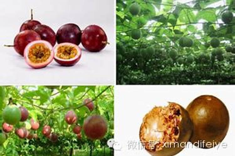 安徽适合种植罗汉果吗冬天？