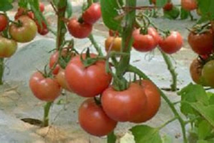 覆膜浇水正确方法 覆膜浇水正确方法是什么