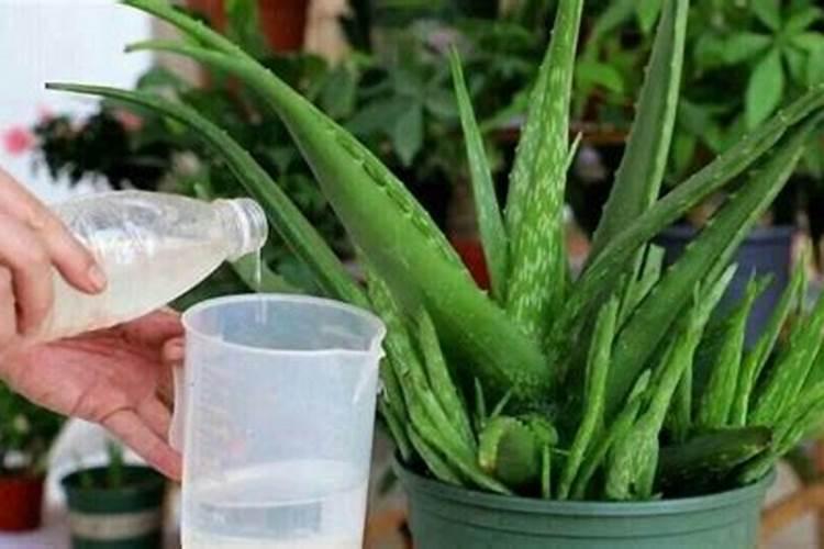 芦荟吸甲醛吗,有能解答的吗？