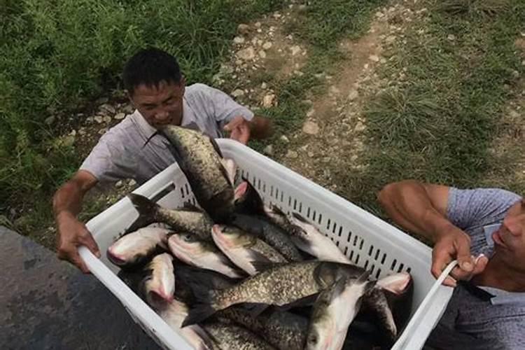 水库养大头鱼鸡粪可以投到几月份