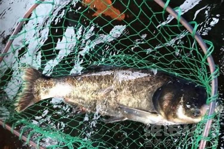 大头鱼怎样超高产养殖？