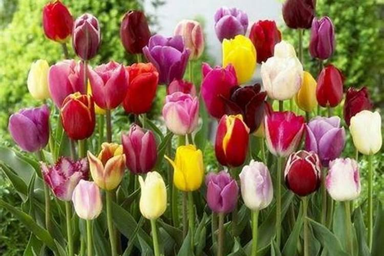 郁金香促成栽培如何测土配方施肥？