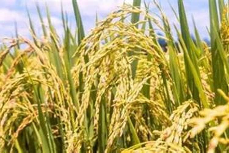 水稻一亩用多少复合肥