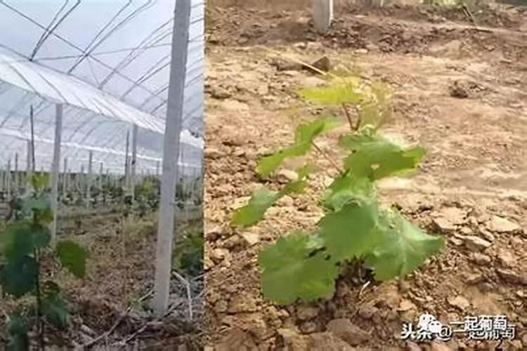 第一年葡萄小苗施什么肥(刚种葡萄苗用什么肥料长得快)