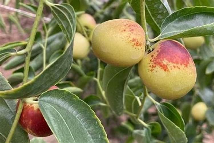 牛奶枣树种下多久可以加营养土了？