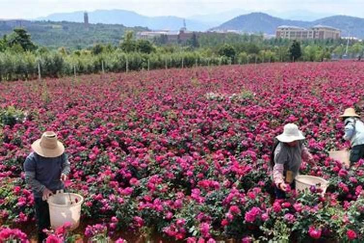 玫瑰花怎么施肥,玫瑰花施氮磷钾肥最为合适