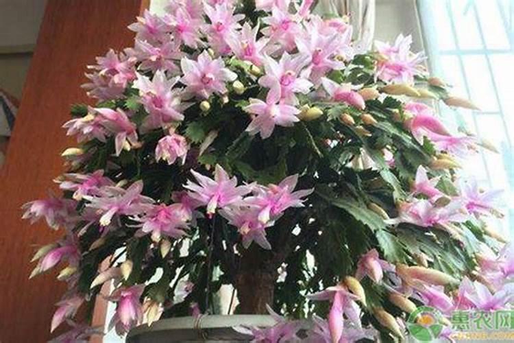 蟹爪兰施肥用什么肥