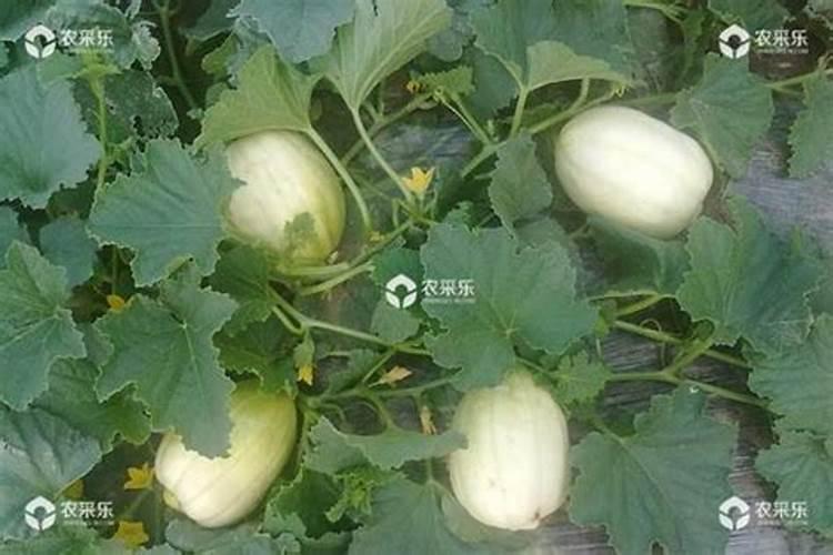 种植又香又甜的甜瓜施肥技巧