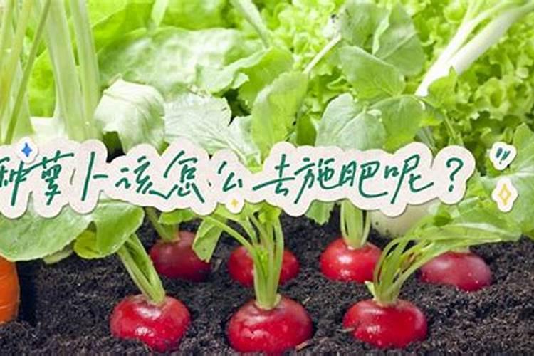 种植萝卜如何施硼肥呢？施硼肥的方法有哪些？