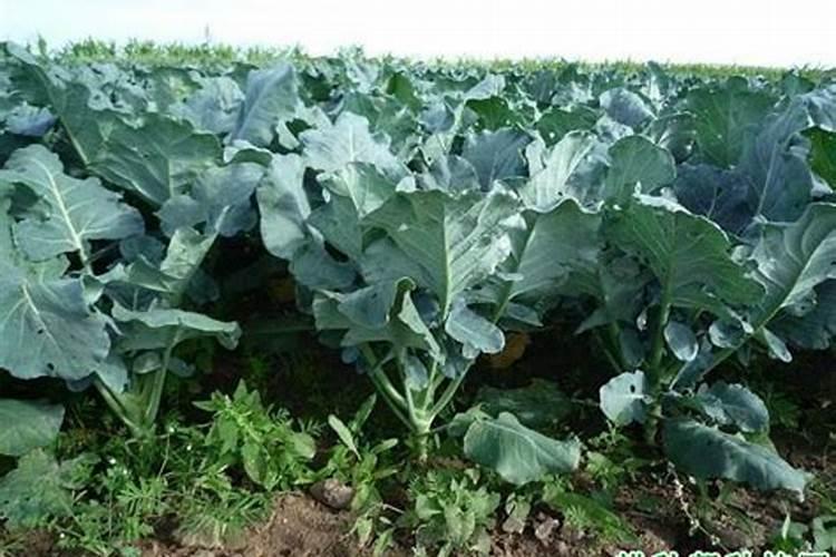 花椰菜(菜花)栽培中出现不结球、长“小毛”是什么原因？