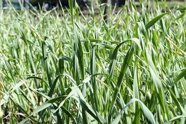 大蒜用含氯的化肥行吗