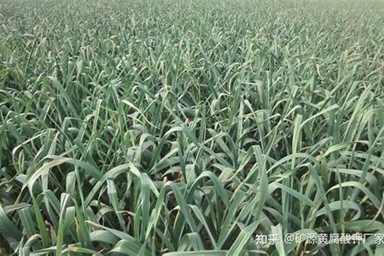 大蒜浇水施肥的最佳时期