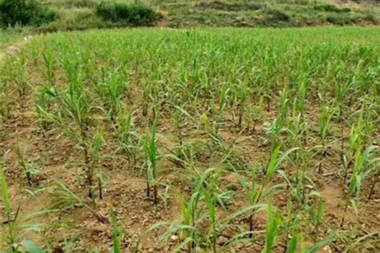 谷孑叶面肥氮肥什么时侯喷？酸二氢钾什么时候喷