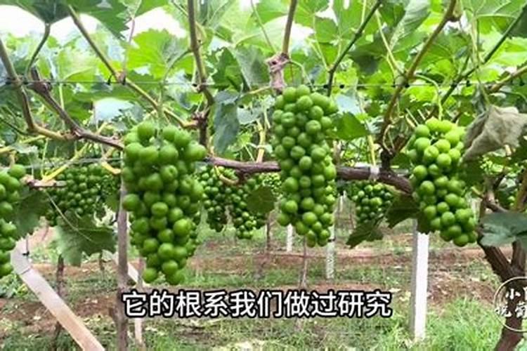 葡萄进入二次膨果还需要大量的氮