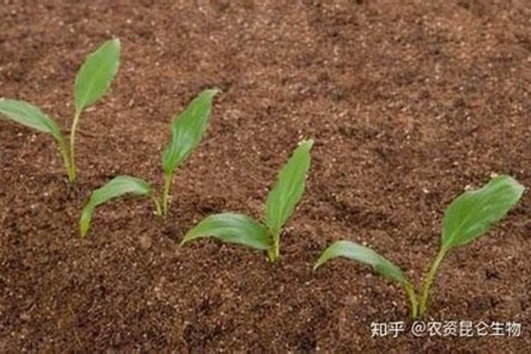 黄腐酸钾能长期使用吗 有哪些作用