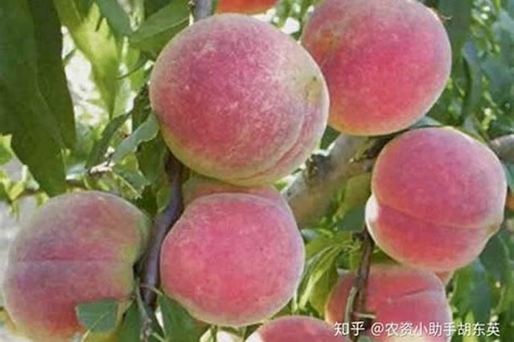 桃子增甜打什么药