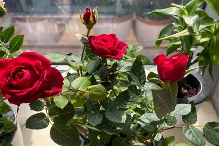 阳光玫瑰全年施肥管理 一年施肥要领有哪些