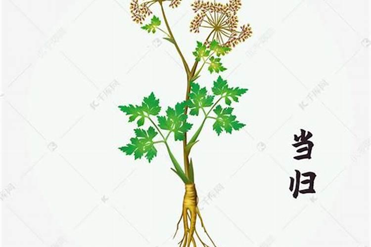 中药材根茎块膨大素哪种好？当归专用根茎块膨大剂哪个好？