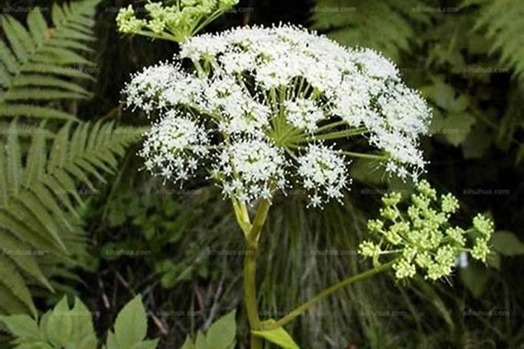 种植当归用什么肥料