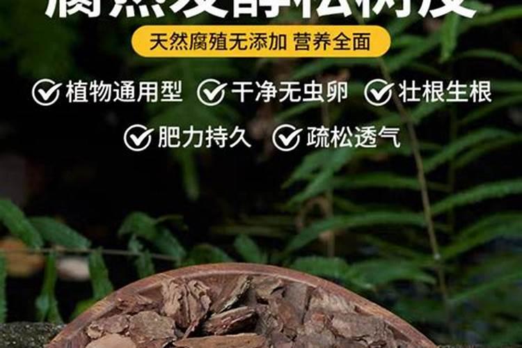 松树皮拿来养花好处多,正确使用是关键!