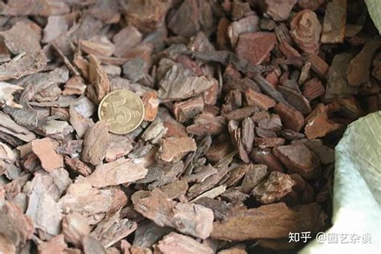 松树皮可以种哪些花