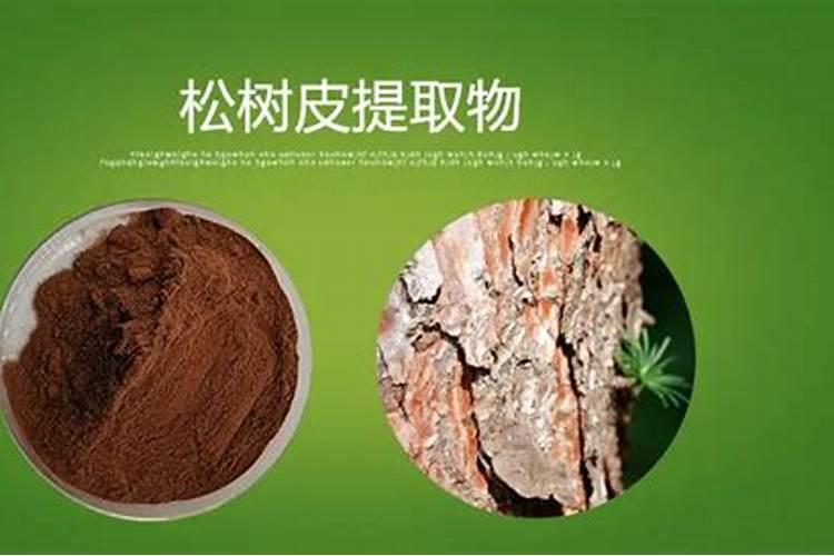 松树皮适合养什么花