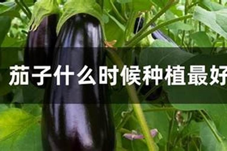 什么是鱼蛋白肥料,鱼蛋白肥料作用及使用方法