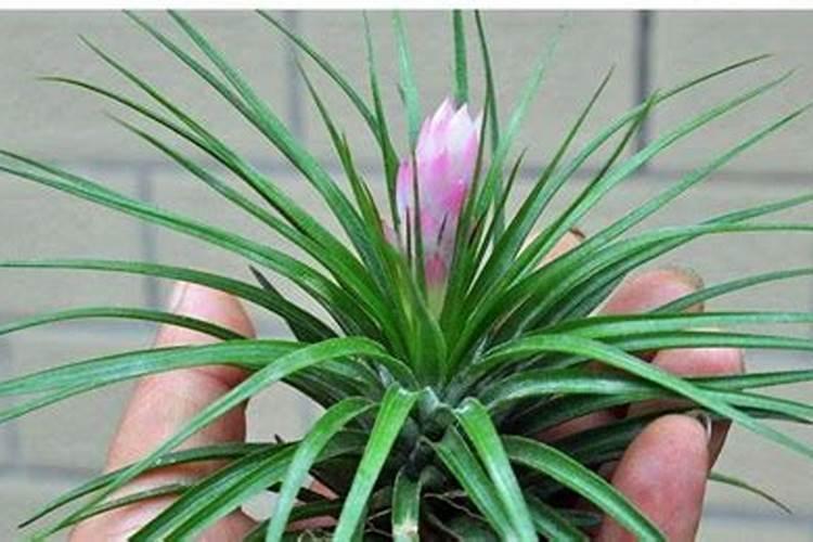 空气凤梨怎么施肥