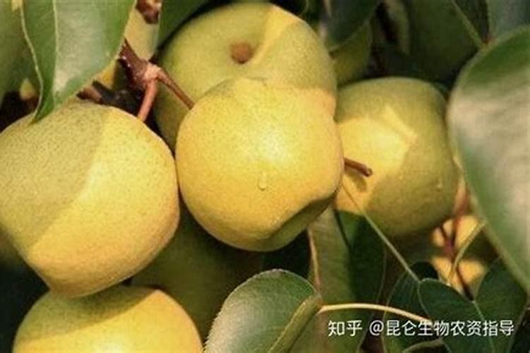 现在梨树上什么肥料彭果