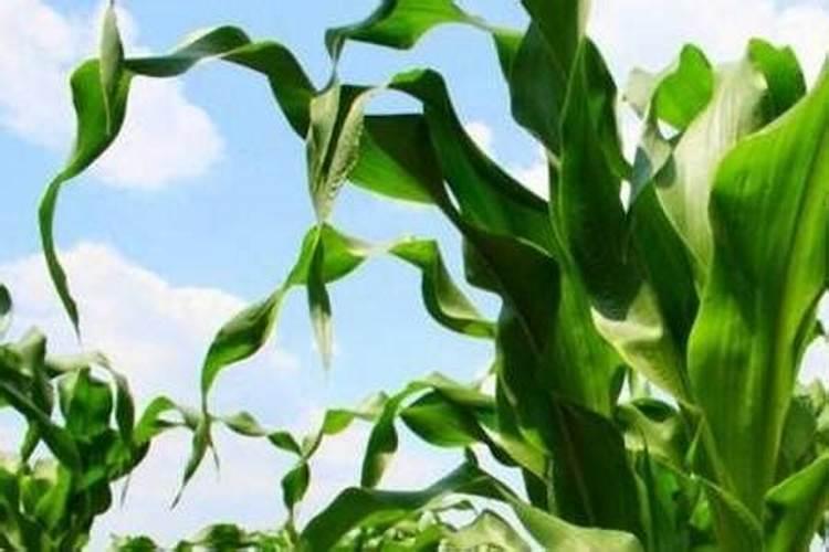 让玉米秸秆粗壮喷施什么叶面肥？
