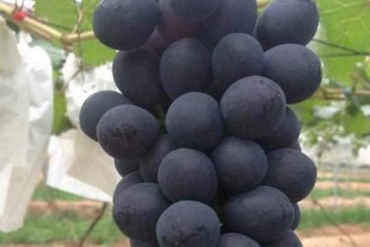 夏黑葡萄施肥方案