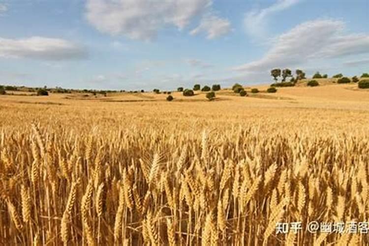 请问专家夏黑葡萄现在施什么肥好？