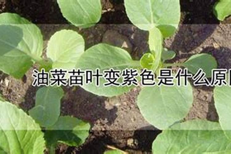 为什么种植油菜要增施硼肥？增施硼肥的好处有哪些？