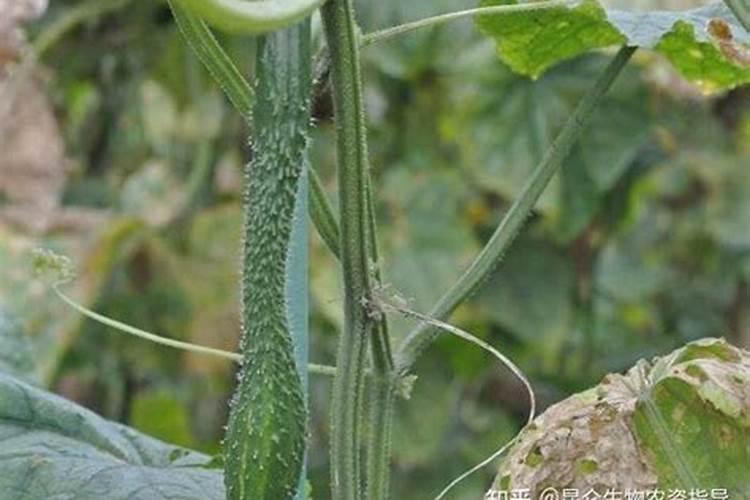 黄瓜施肥过多快死了如何救治