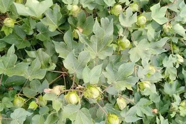 为什么不用碳酸钾作钾肥？