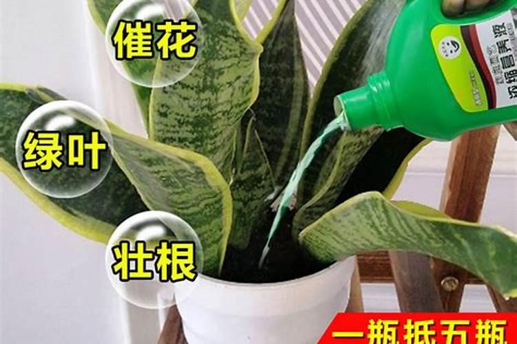 虎尾兰怎样才能养得好