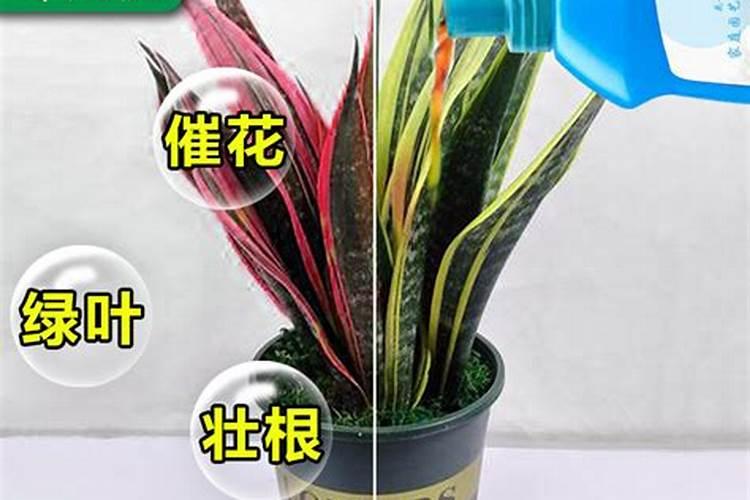 怎么给虎皮兰施肥？施肥不需要多.虎尾