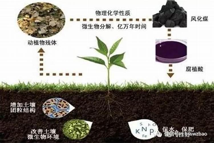 腐殖酸和腐植酸有什么区别
