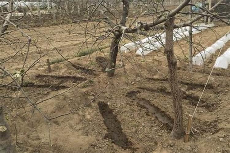 钾肥怎么用效果最好