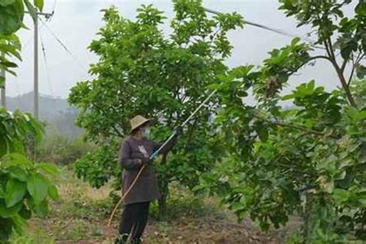 猕猴桃怎样施钾肥？