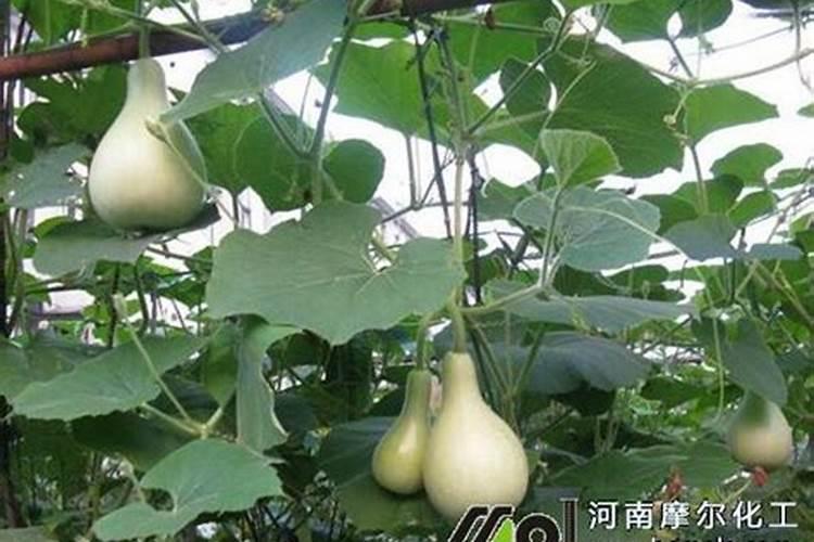 葫芦坐果期如何施肥