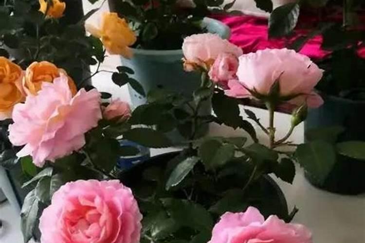 磷酸二铵适合哪些花