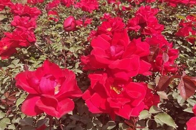 月季花和玫瑰花怎么养护