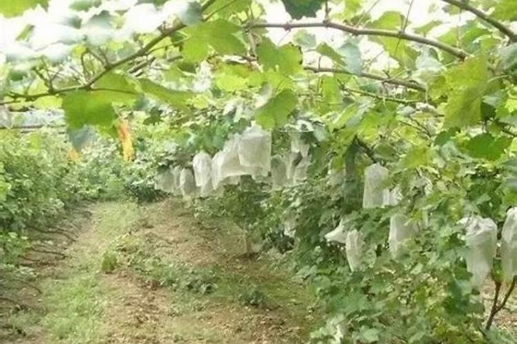 葡萄用什么肥料好