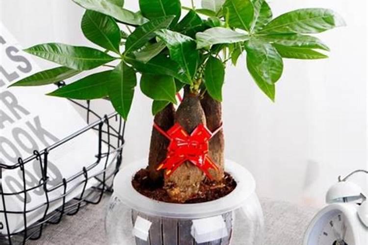 水养发财树怎么养才旺盛 水养发财树如何养才旺盛