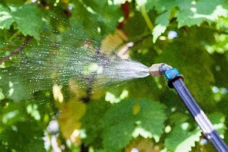 葡萄品种有哪些 哪个葡萄品种最好