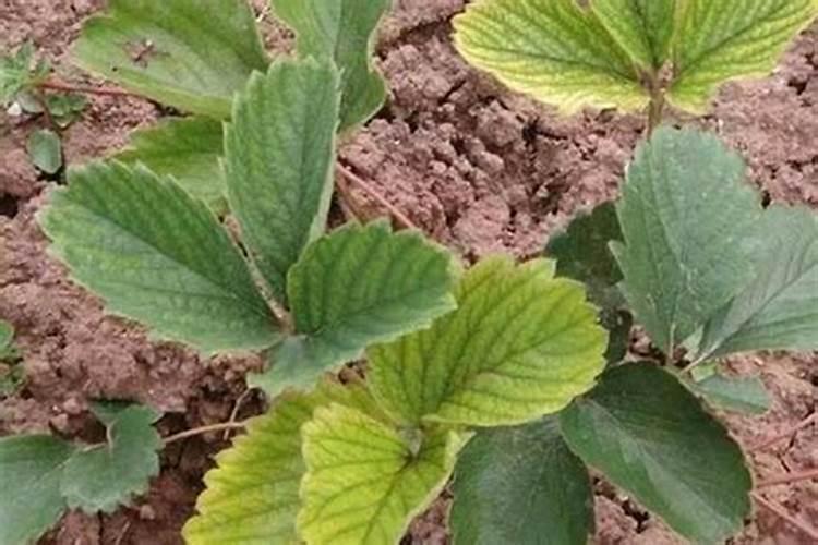 植物叶片发黄是缺什么肥？