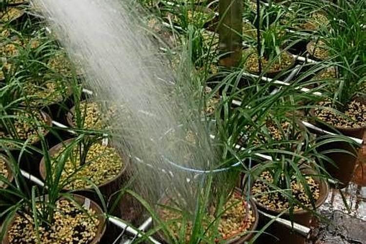 兰花什么时间开始喷磷酸二氢钾(叶面喷施浓度是多少)