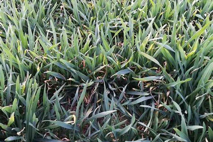 年后针对小麦追肥,最佳方法是啥