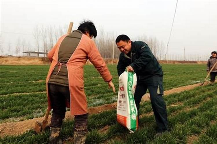 菜叶直接埋土里沤肥需要多久？